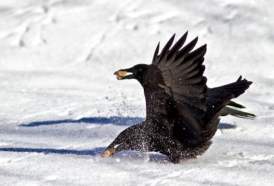 Black Crows Grabbing a Snack