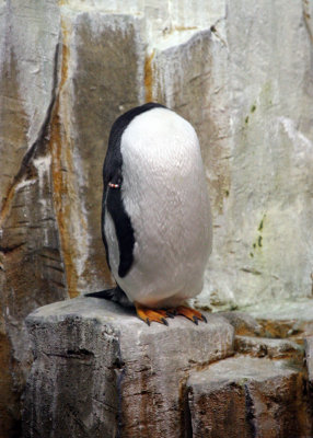 Biodome Penguin