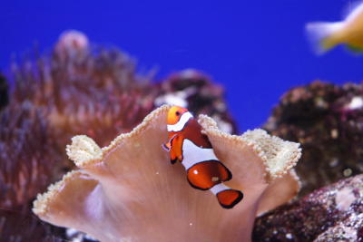 Florida Aquarium