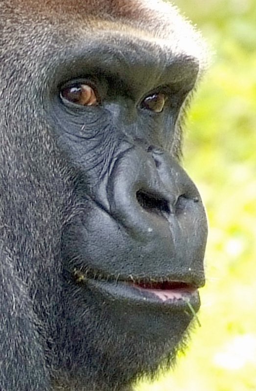Gorilla Male.jpg