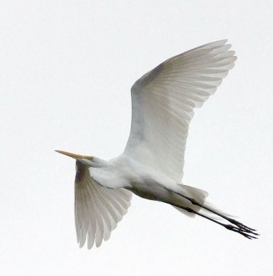 Flying Great White Egret.jpg