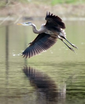 Great Blue Heron Landing.jpg