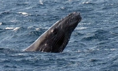 Baby Humpback Whale.jpg