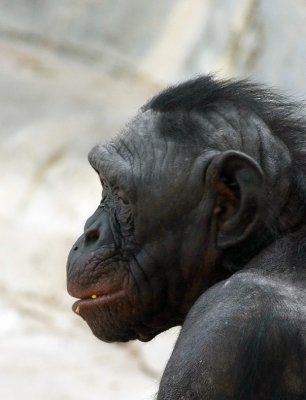 Bonobo Profile.jpg