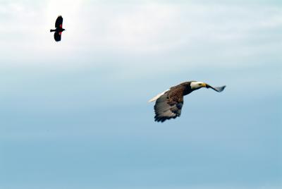 Blackbird Chasing Eagle.jpg