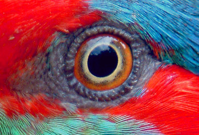 Bird's Eye.jpg