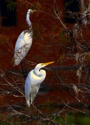 Two Egrets in a Tree.jpg