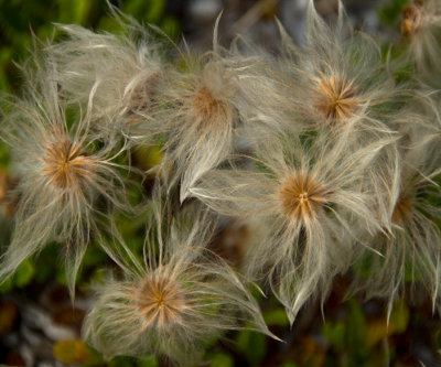 Flower  9033.jpg