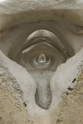 Whale Vertabrae 8626.jpg