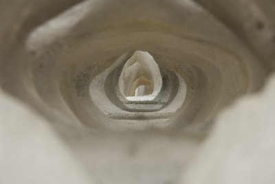 Whale vertabrae  8627.jpg