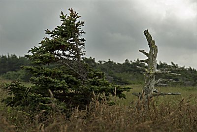 Hard Life for the trees  9432.jpg