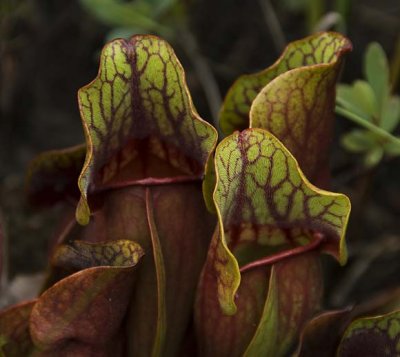 Pitcher Plant - Anticosti  8889.jpg