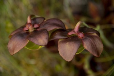 Pitcher Pant Flower - Anticosti  8893.jpg
