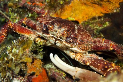 Crab 0326 copy.jpg