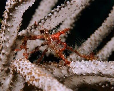 DecorCrab 0565 copy.jpg
