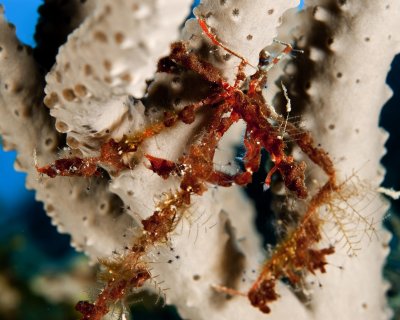 DecorCrab 0603 copy.jpg