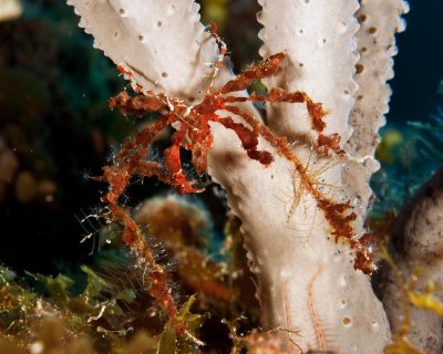 DecorCrab 0605 copy.jpg
