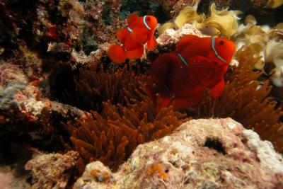 g3/60/619260/3/53159652.Anemonefish2.jpg