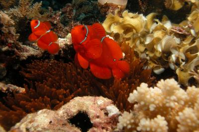 Anemonefish 3.jpg