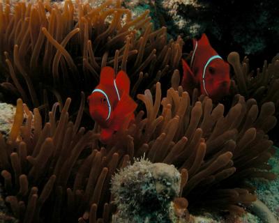 Anemonefish 4.jpg