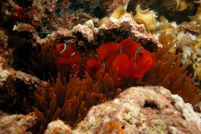 g3/60/619260/3/53159655.Anemonefish5.jpg