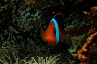 g3/60/619260/3/53159659.AnemoneFish9.jpg