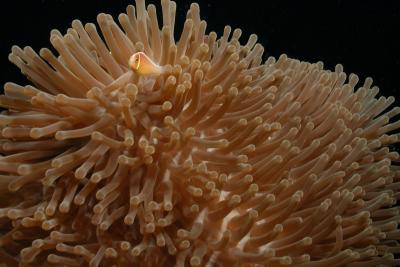 g3/60/619260/3/53159660.AnemoneFish_10.jpg