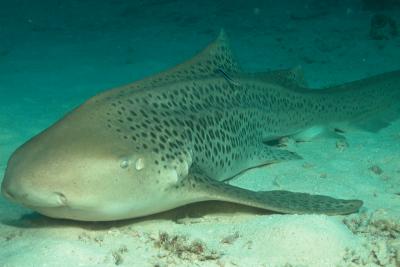 g3/60/619260/3/53159860.LeopardShark.jpg