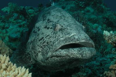 g3/60/619260/3/53160579.PotatoCod4.jpg