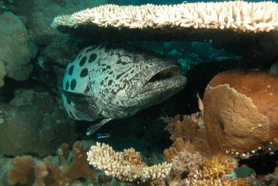 g3/60/619260/3/53160581.PotatoCod5.jpg