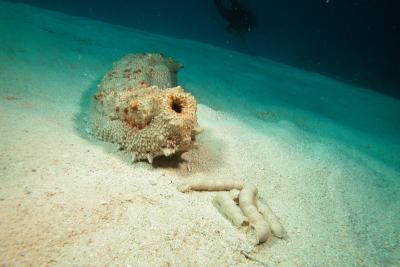 g3/60/619260/3/53160861.SeaCucumber1.jpg