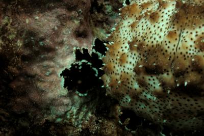 g3/60/619260/3/53160864.SeaCucumber2.jpg