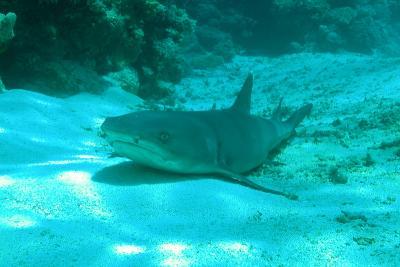g3/60/619260/3/53160865.WhiteTipReefShark1.jpg