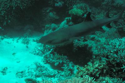 g3/60/619260/3/53160868.WhiteTipReefShark2.jpg
