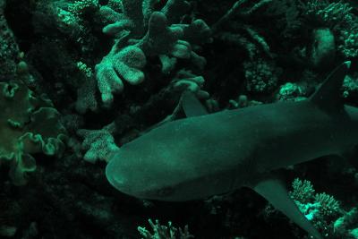 g3/60/619260/3/53160869.WhiteTipReefShark3.jpg