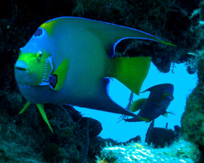 Scuba Diving on the Turks & Caicos Explorer II