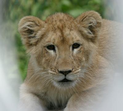 cub_1889-768.jpg