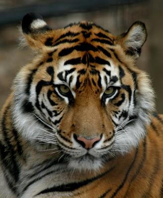 Sumatran Tiger at Toronto Zoo