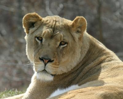 Lioness-3.jpg