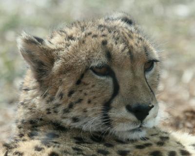 Cheetah  Toronto Zoo