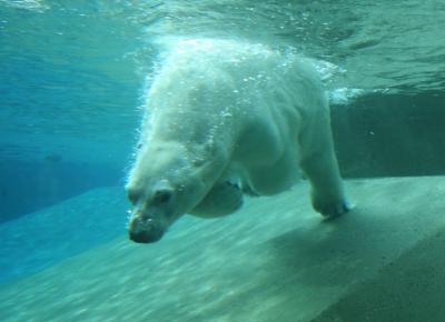 Polar Bear GALLERY  Toronto Zoo