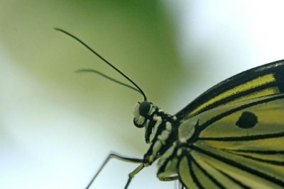 Rice Paper Butterfly