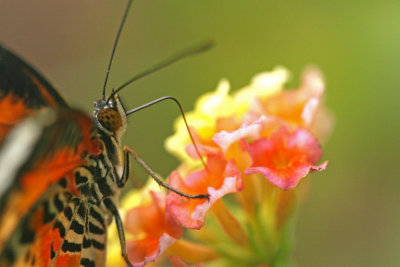 Red Lacewing Butterfly