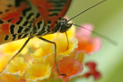Red Lacewing Butterfly