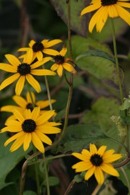 IMG_1752 768.jpg