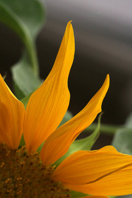 Sunflower Gallery