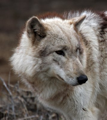 Wolf at Jungle Cat World