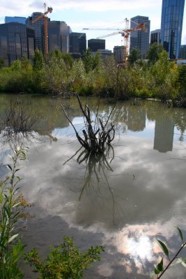 Dead Bush in a Pond