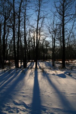 Winter Splendor