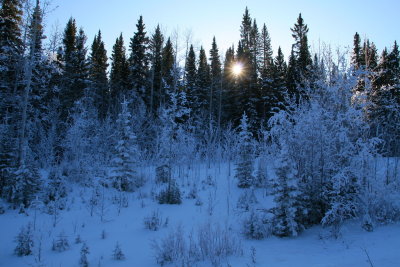Sunlight, Snow, Trees